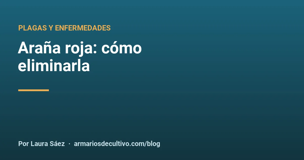 Araña roja: cómo eliminarla