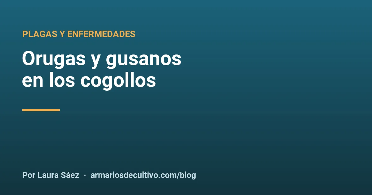 Orugas y gusanos en los cogollos